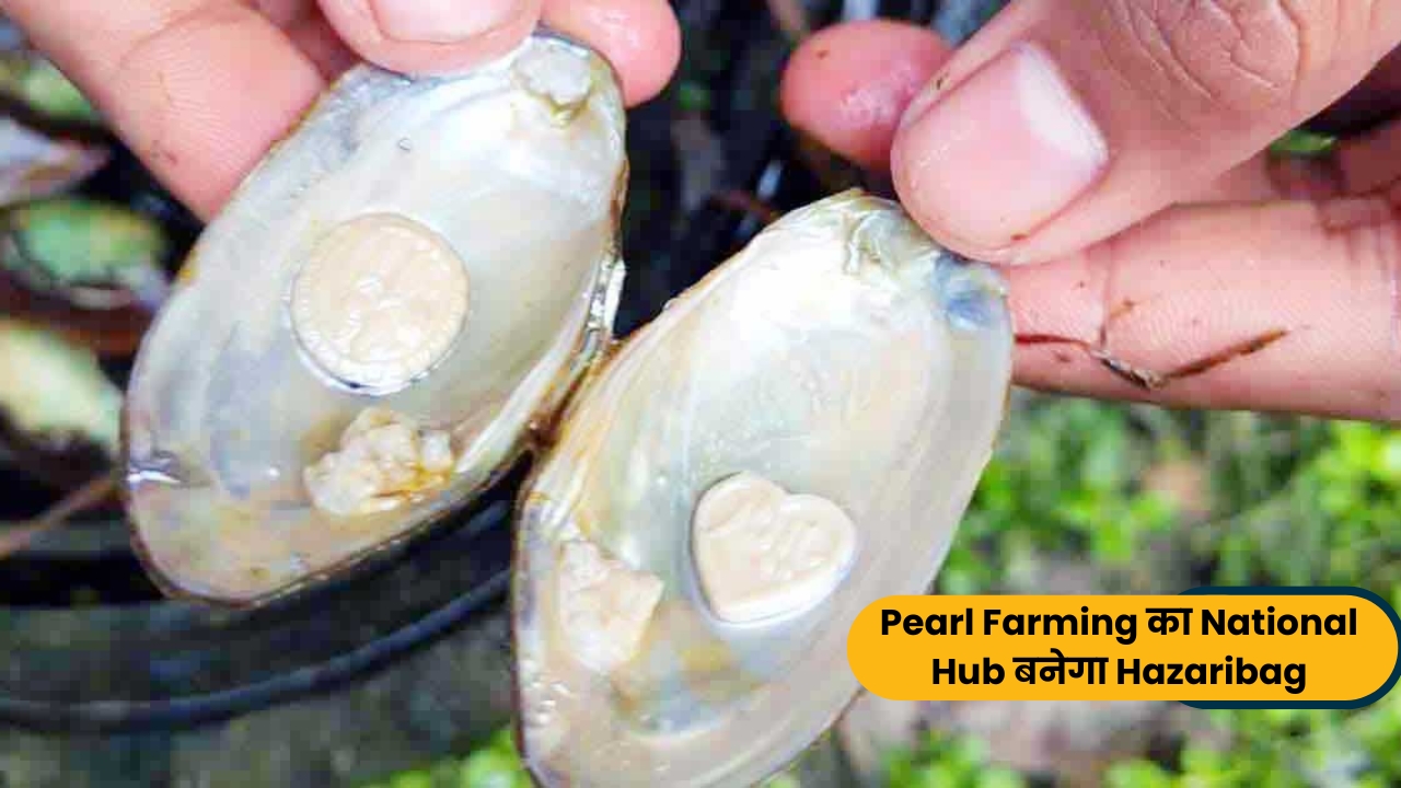 India का पहला Pearl Farming Cluster अब Hazaribag में